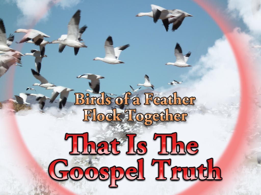 Birds of a feather flock together essay   541 words
